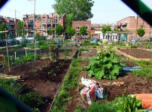 Source: www.celsias.com  - careers in urban agriculture